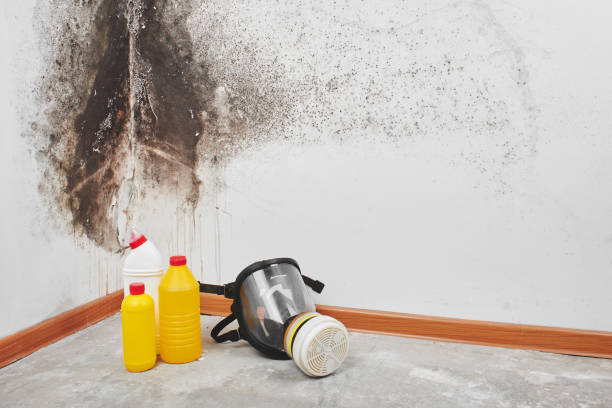 Best Post-Flood Mold Remediation in Reed Creek, GA