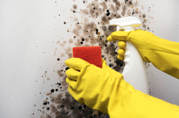 Best Post-Flood Mold Remediation in Reed Creek, GA