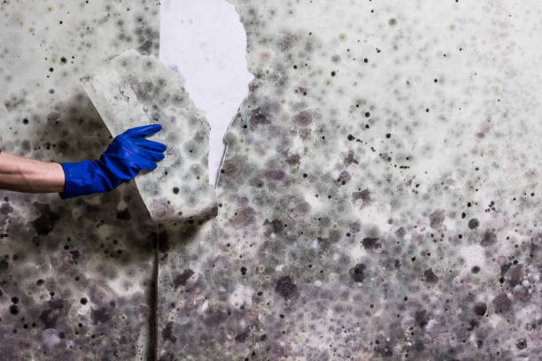 Best Kitchen Mold Remediation in Reed Creek, GA